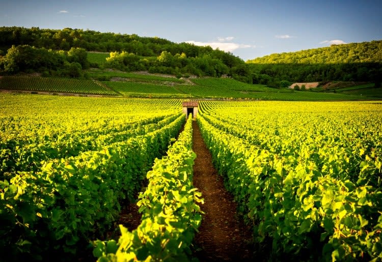 10 countries that produce the most wine each year